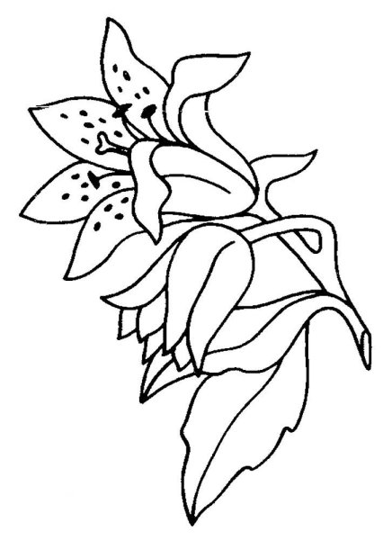 Раскраска цветы лилии