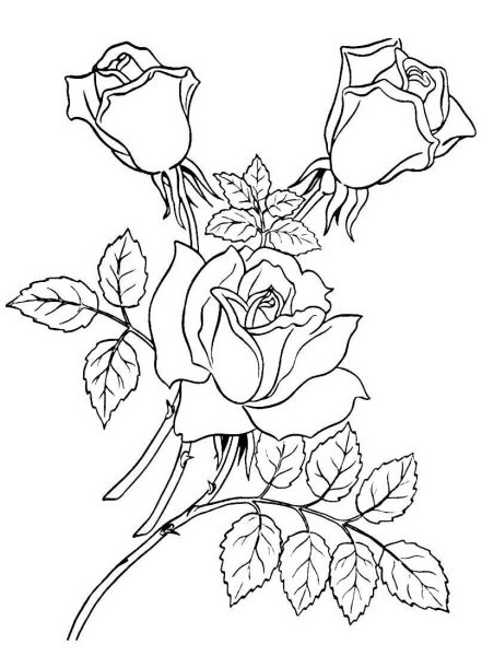 Раскраска роза цветок