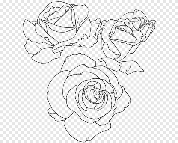 Очертания розы