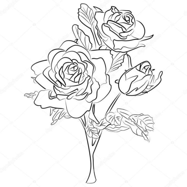 Контурный рисунок 3 розы