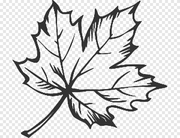 Нарисовать кленовый лист