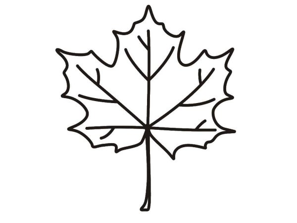 Кленовый лист раскраска
