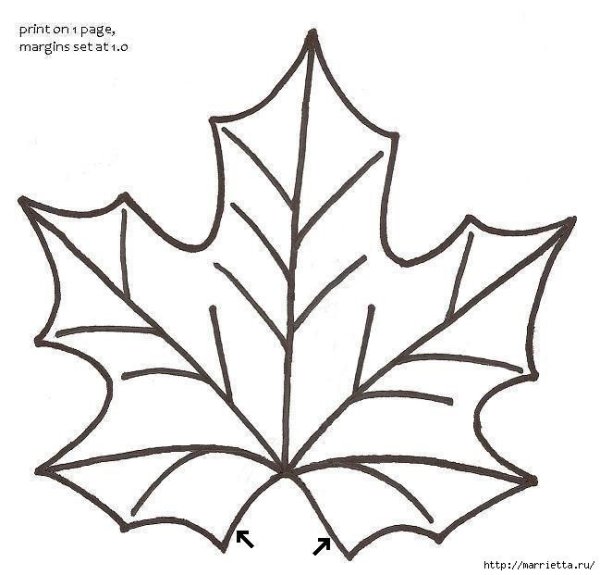 Контур листьев клена