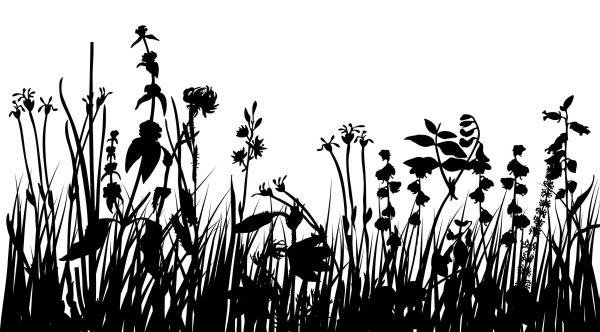 Силуэты полевых цветов