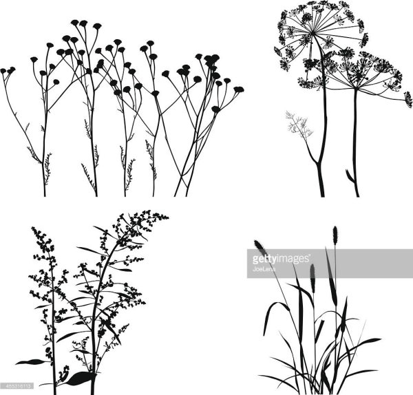 Зарисовки трав и цветов