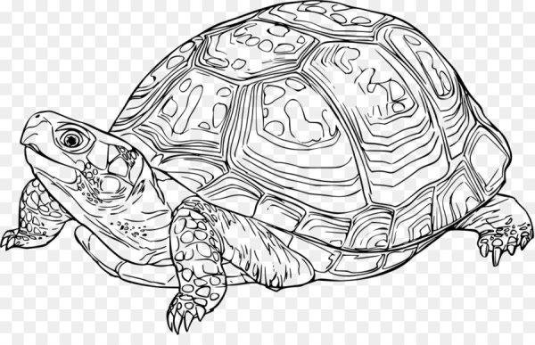 Мандала черепаха раскраска