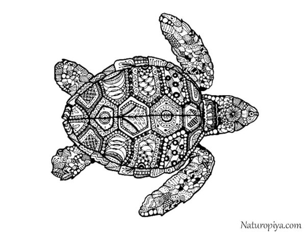 Трафарет черепахи для аппликации