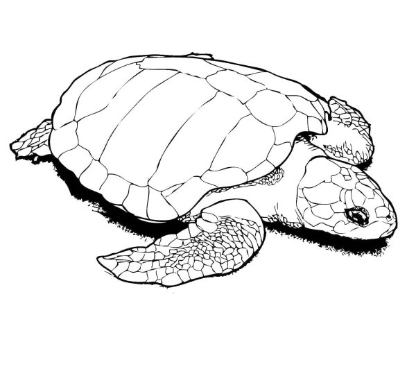 Черепашка трафарет