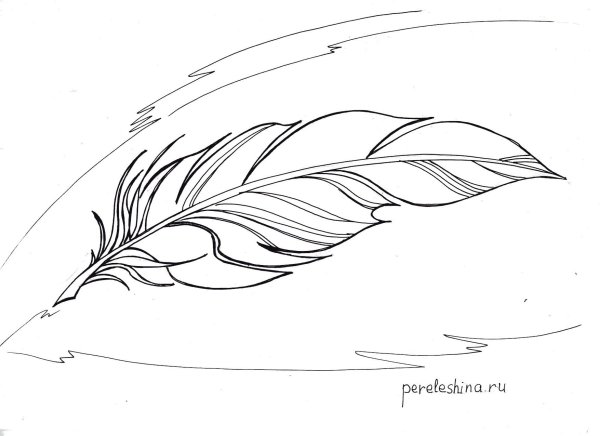 Перо контур