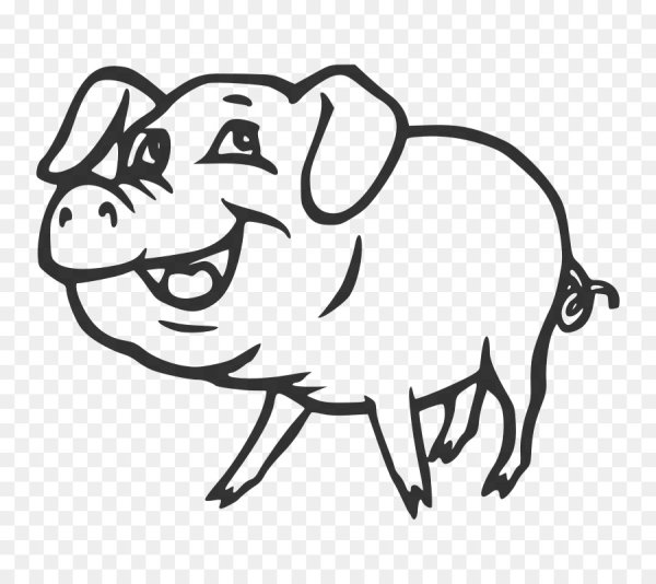 Свинья рисунок