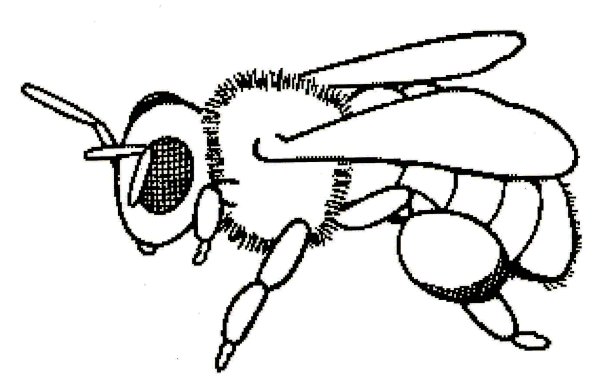 Раскрасить пчелу