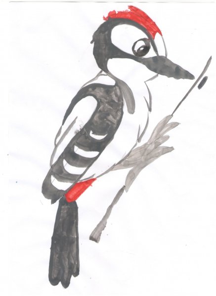 Дятел раскраска