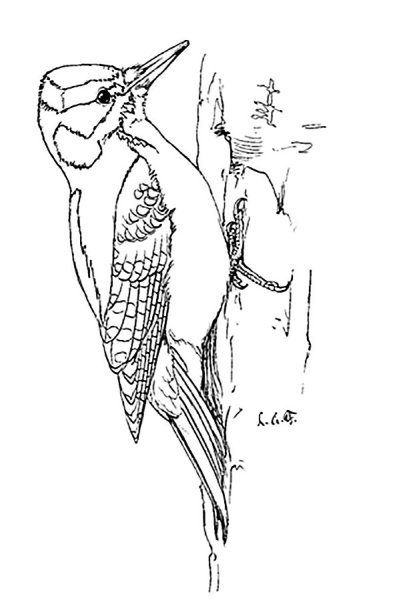 Поэтапное рисование дятла