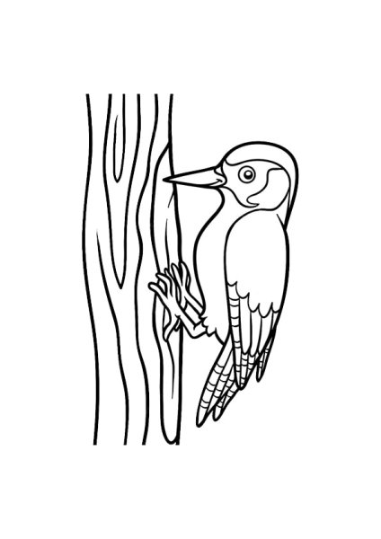 Дятел раскраска