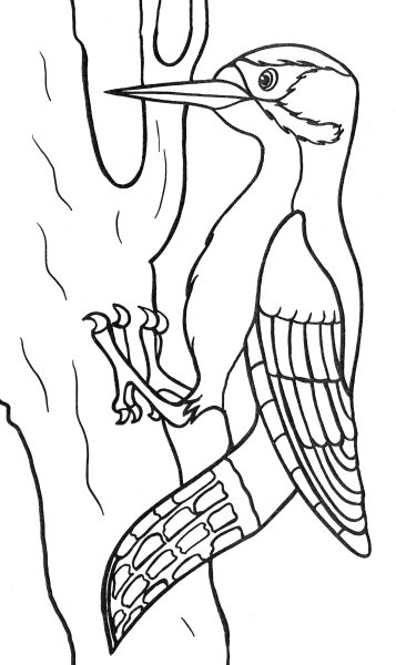 Дятел раскраска для детей