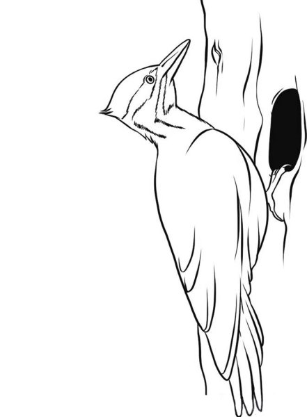 Дятел раскраска