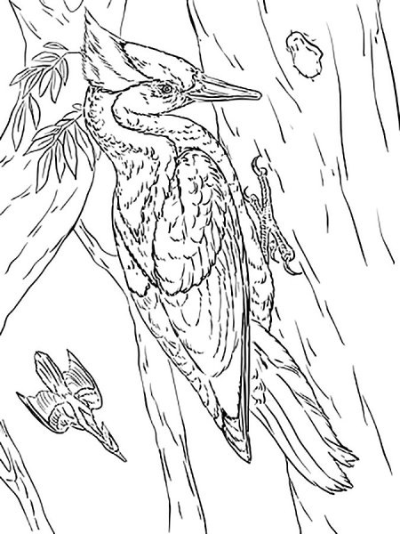 Дятел контур