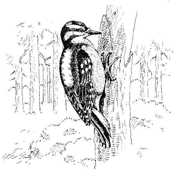 Сладков дятел раскраска