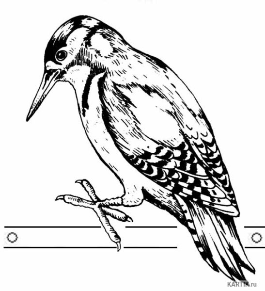 Дятел раскраска