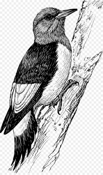 Дятел раскраска