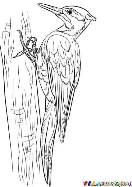 Детские рисунки дятла