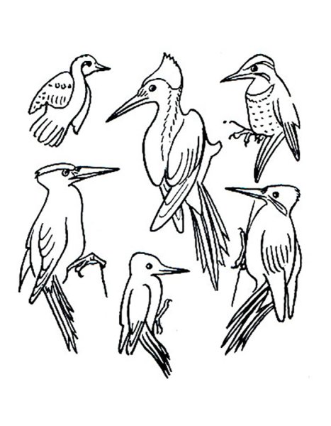 Дятел раскраска