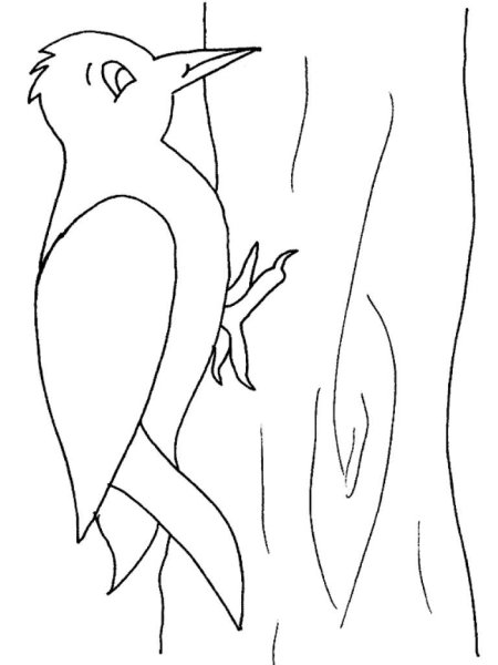 Дятел раскраска для детей