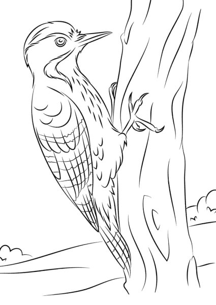 Дятел раскраска