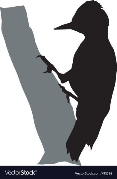 Дятел контур