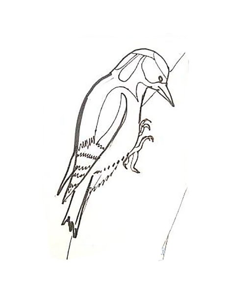 Рисование дятла