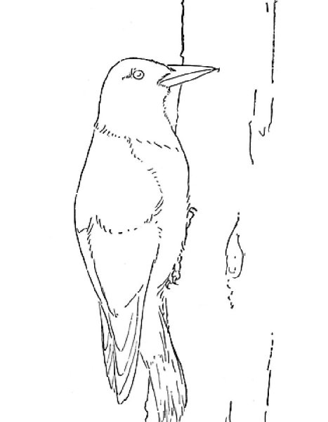 Гравюра дятел