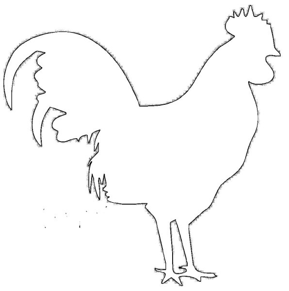 Домашние птицы. Раскраска