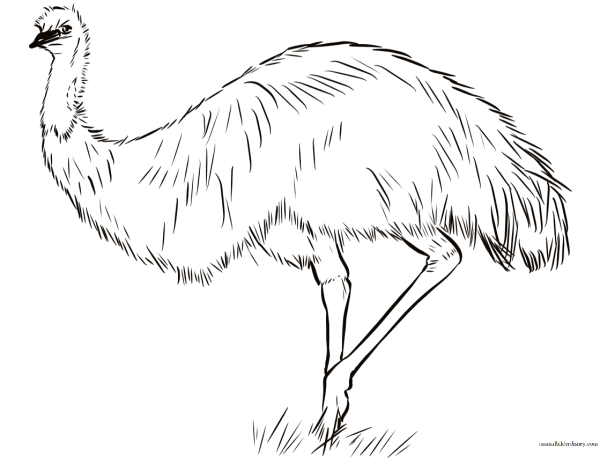 Африканский страус раскраска