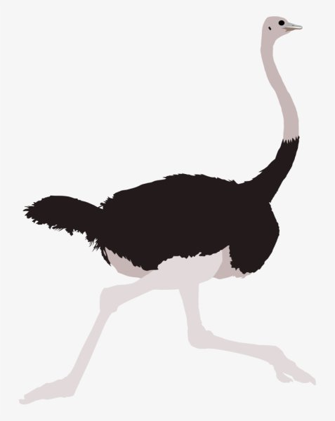 Страус эму контур