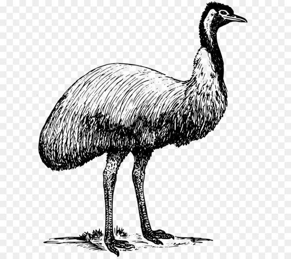 Раскраска животных эму
