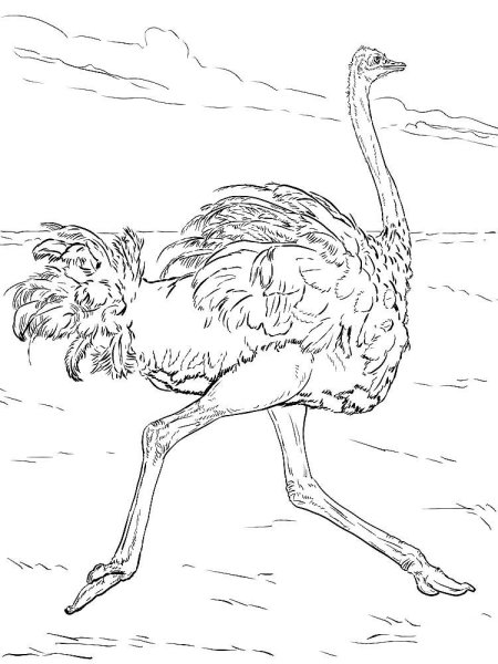 Африканский страус раскраска