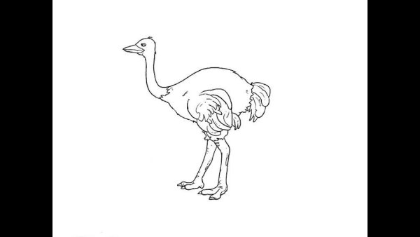 Страус рисунок черно белый