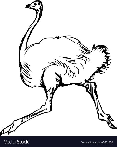 Страус эму контур