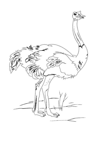 Страусенок раскраска для детей