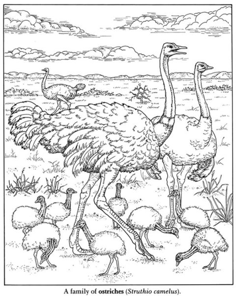 Эму раскраска