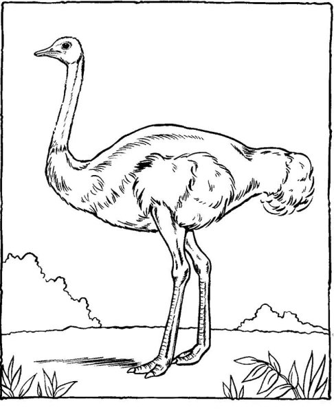 Страус контур