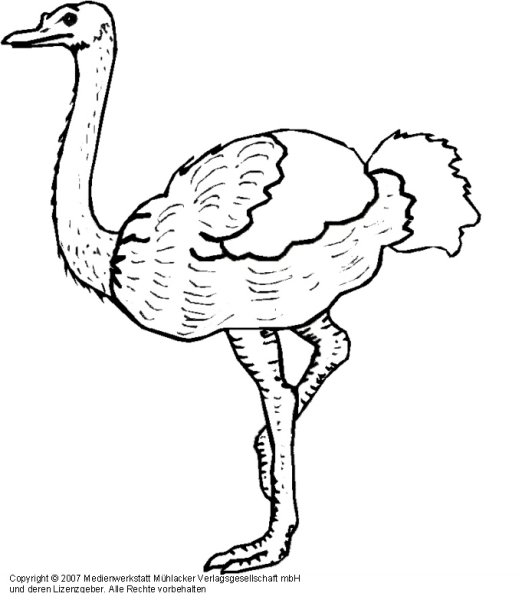 Страус эму раскраска для детей