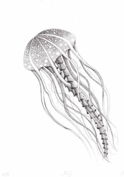 Медуза раскраска