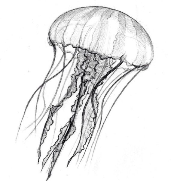 Трафарет медузы для вырезания