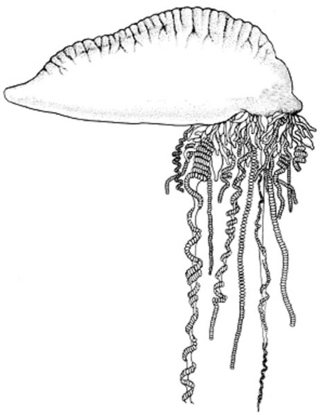 Медуза рисунок для детей