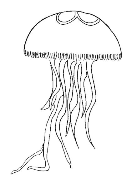 Медуза раскраска