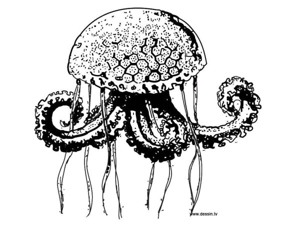 Медуза силуэт