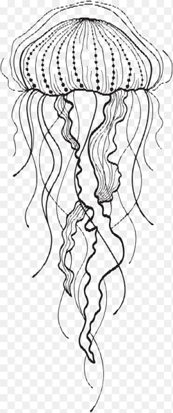 Цианея строение