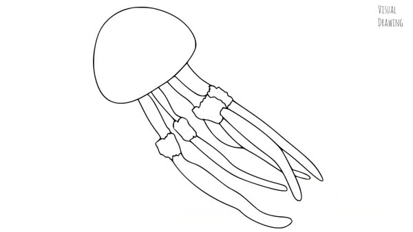 Сифонофоры строение колонии