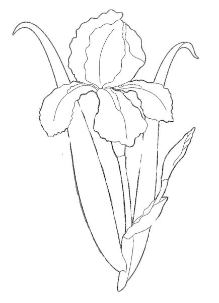 Ирис вышивка гладью схема